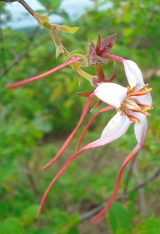 Strophanthus luteolus flowering stem-tip